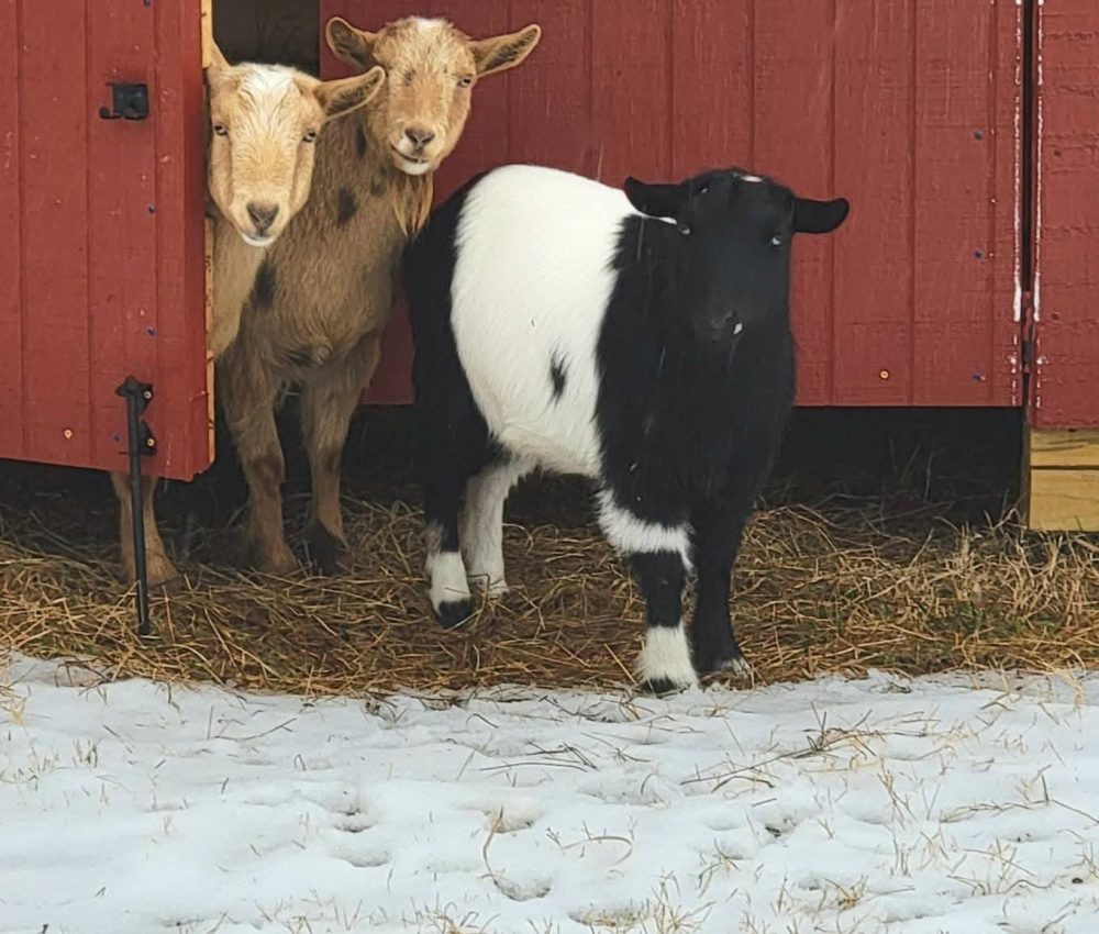 goats2