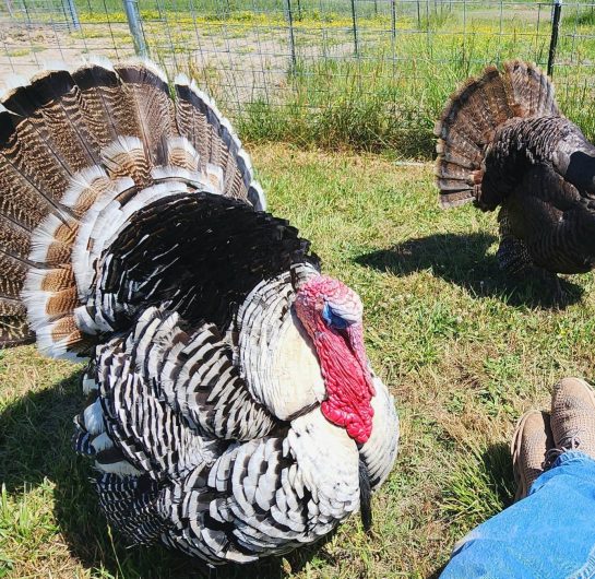 turkeys